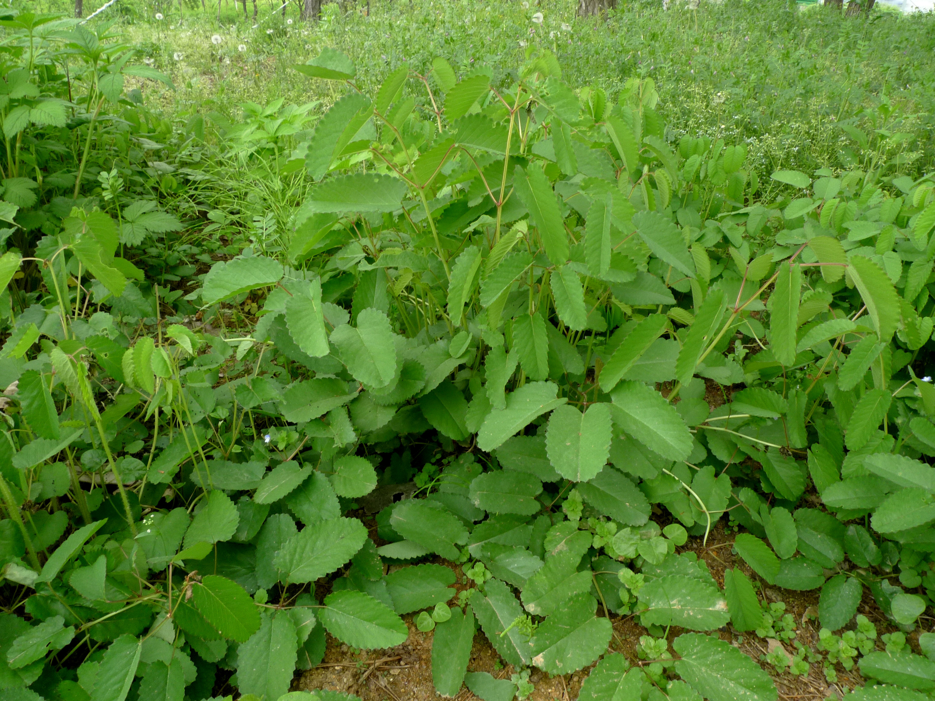 Sanguisorba officinali